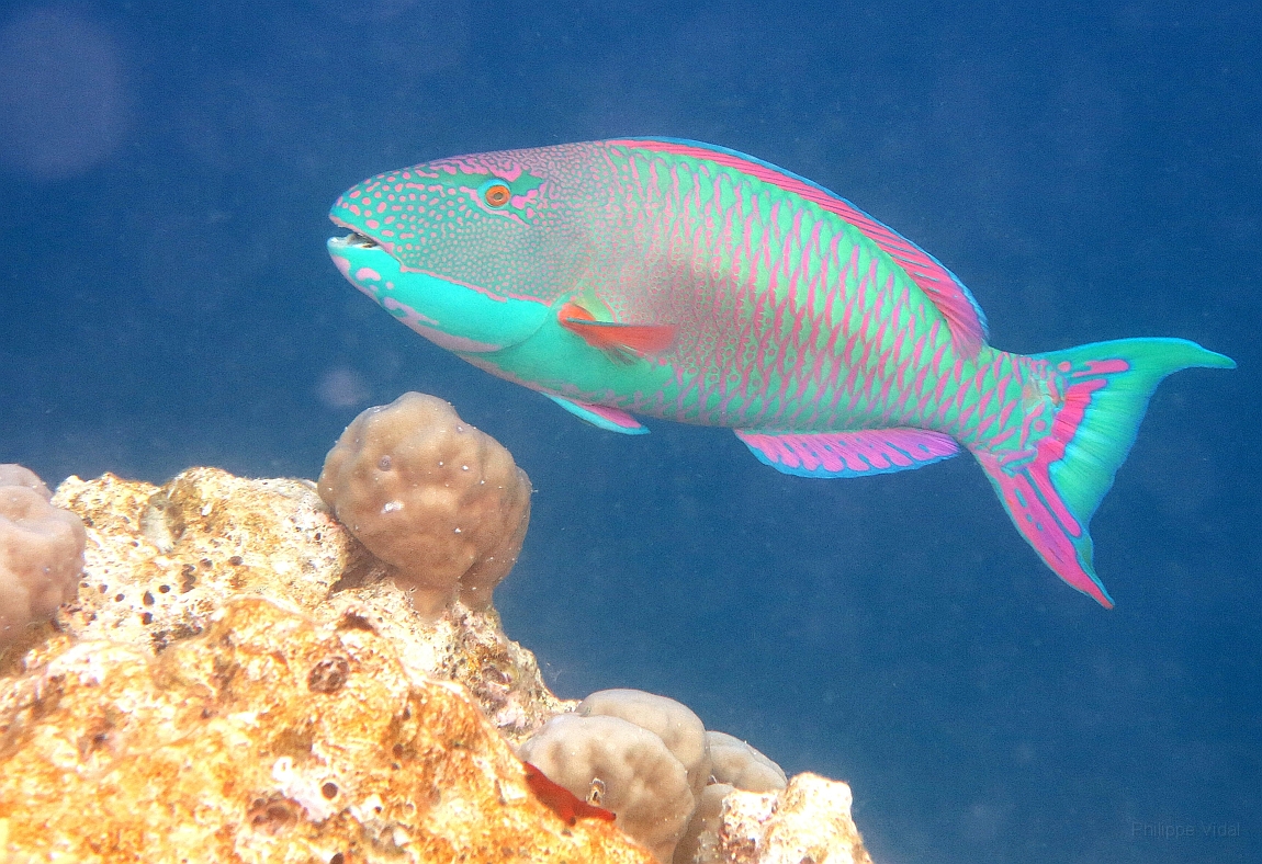 IMG_1038rf_Maldives_Madoogali_House reef_Poisson perroquet.jpg